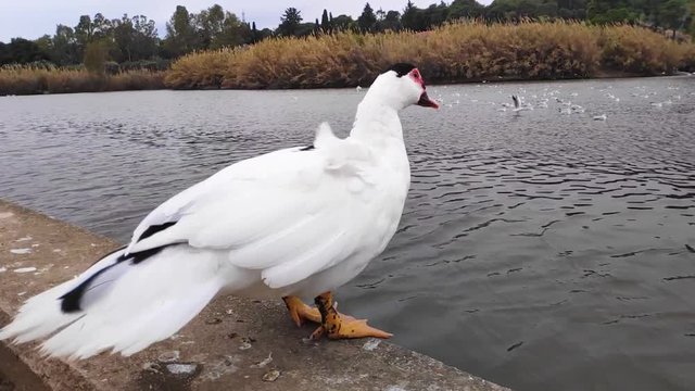 Domestic Muscovy duck getting ready to jump into the lake in Tritsi park Athens Greece. Slow motion.