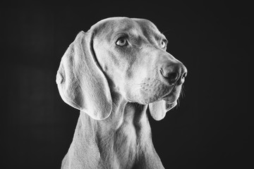 Weimaraner - Black & White