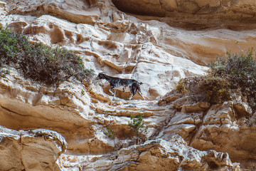 A wild goat on a rocky cliff in the mountains. Goat in the wild. Animals at sunset. Animals Of Cyprus. Wild Goat in the mountains