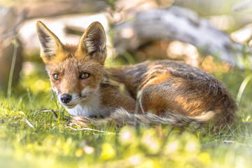 Red Fox sleeping in shade