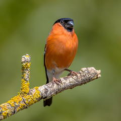 Eurasian bullfinch male insta