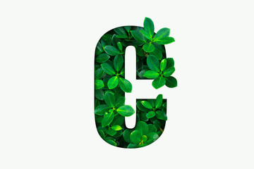 Nature concept alphabet of green leaves in alphabet letter C