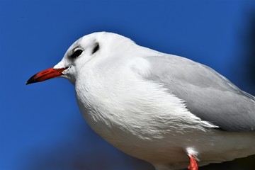 ユリカモメ