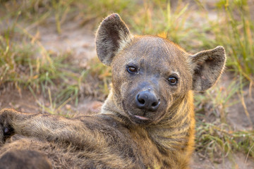 Spotted Hyena scavenger Portrait