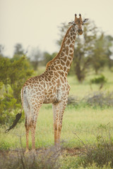 Naklejka na ściany i meble Giraffe standing in soft afternoon light