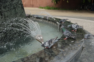 Golab miejski © M. G. Koperkiewicz