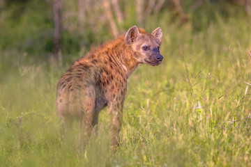 Fototapeta premium Spotted Hyena scavenger