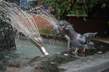 Golab miejski © M. G. Koperkiewicz