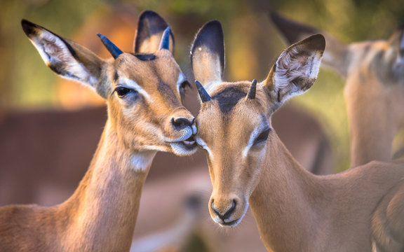 Impalas grooming sweetly