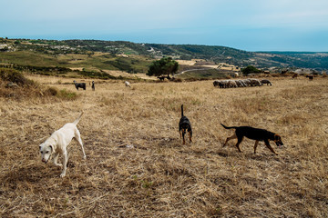 Lefka, Cyprus - April 22, 2018: Shepherd with his dog, grazing sheep and goats in a field in Lefka village