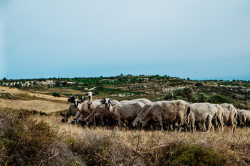Obraz premium Cyprus - Paphos District. Countryside with sheep herd grazing.