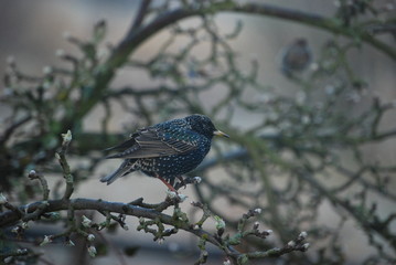 Szpak © M. G. Koperkiewicz