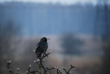 Szpak © M. G. Koperkiewicz