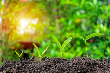 Business Growth concept.Continued of investment and profitability.Tree are growing.