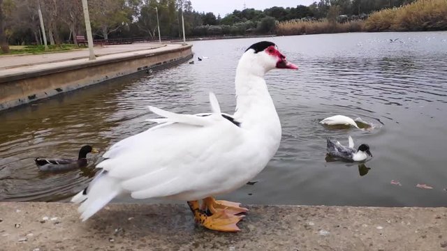 Domestic Muscovy duck standing in Tritsi park Athens Greece. Slow motion.