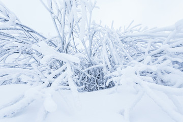 Bushes bending under snow layer. Winter concept