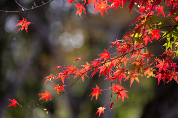 陽の光に輝く紅葉 - クローズアップ