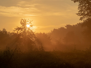 Solar dawn in the forest. Sunrise. A marvelous landscape in golden tones. Earlier morning in the fantastic forest. Lonely tree.