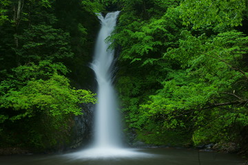 Fototapeta na wymiar Small waterfall among the verdant trees in early summer