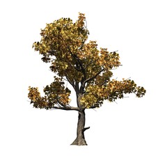 Single American Sycamore tree in autumn - isolated on white background