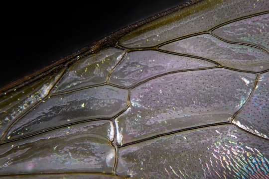 Bee wing under the microscope