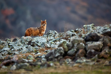 Golden jackal, Canis aureus, in mountains. Wildlife scene from Bulgaria. Wild animal.