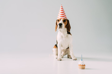 cute beagle dog sitting in party cap near cupcake on grey background