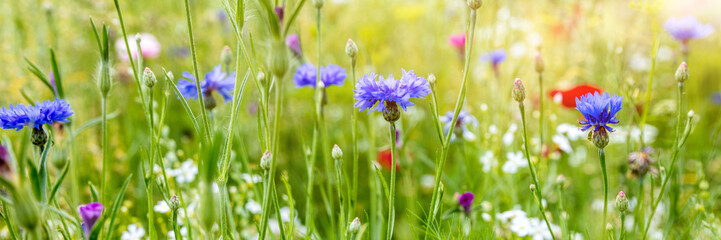 Header mit Wildblumen, blaue Kornblumen in der Blüte