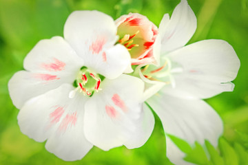 Obraz na płótnie Canvas Hintergrund Blume in Weiß, Blüte blühend weiß mit rosa Streifen