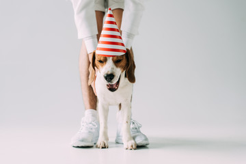 cropped view of man standing near cute beagle dog in party cap on grey background