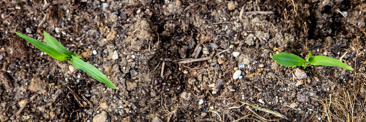 Draufsicht Panorama, Zuckermais Sprössling wachsen aus Erde, Zea Mays