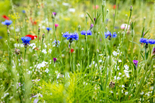 Wildblumen bei der Blüte, Kornblumen und Wildkräuter Hintergrund