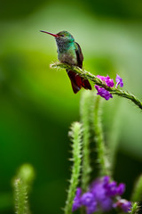 Naklejka premium Rufous-tailed Hummingbird (Amazilia tzacatl) posing on a tree branch. Wildlife scene from Costa Rica.
