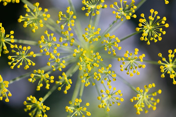Draufsicht auf die Blüten und Kronblätter gelb von Dill, Anethum in der Natur