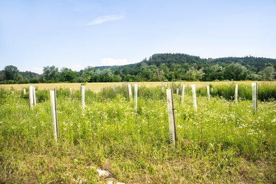 Reihenpflanzung von Stecklingen mit Schutzh&uuml;llen oder Wuchsh&uuml;llen in der Natur