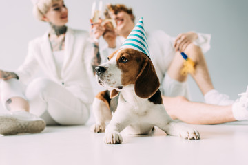 selective focus of cute beagle dog in party cap near cheerful couple with glasses of champagne on grey background