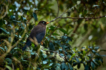 Sooty thrush (Turdus nigrescens) Beautiful endemic bird from Costa Rica and western Panama. Wild animal in the nature habitat.