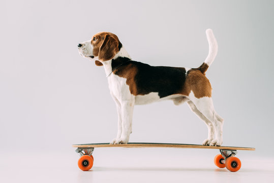 Beagle Dog Riding Skateboard On Grey Background