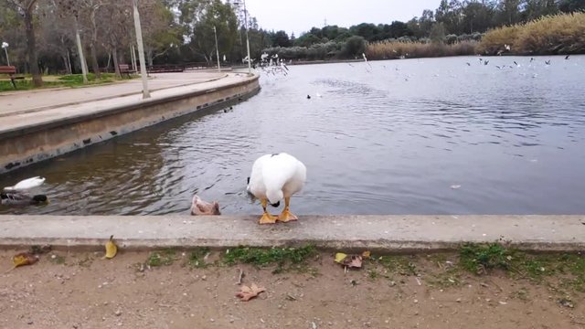 Domestic Muscovy duck clean itself in Tritsi park Athens Greece. Slow motion.