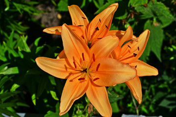 orange lily