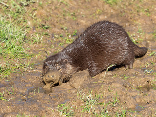 Young eurasian otter (Lutra lutra) cub