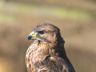 Common Buzzard. Head Close Up.