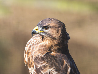 Common Buzzard. Head Close Up.