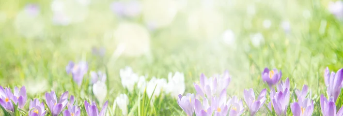 Fotobehang Krokus Banner / Backrouns springtime  © Sonja Birkelbach
