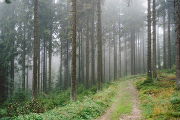 Fototapeta premium A green forest on a very foggy day