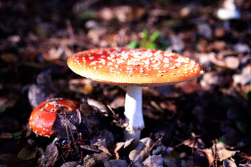 Red and white toadstools