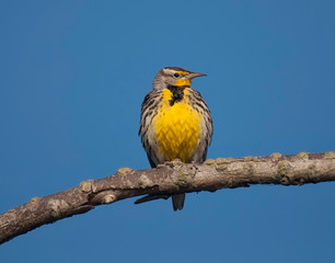 Western Meadowlark