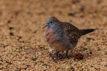 Zebra dove bird (Geopelia striata) walks in search of food on Mauritius island. Close-up portrait