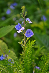 blue flowers on green background