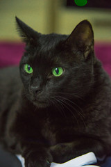 Close up рortrait of lying beautiful black cat male with expressive green eyes at home. Interior background